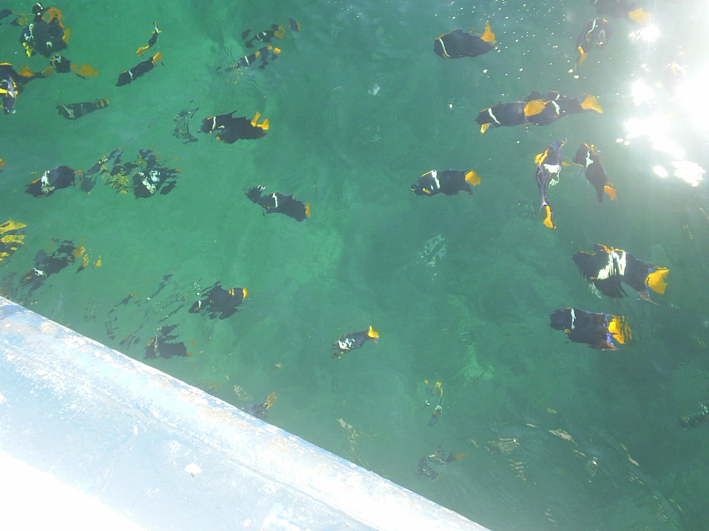 Many fish in the clear water, near Selva Romantica, condos in Downtown South, Puerto Vallarta.
