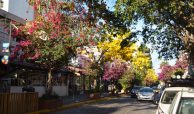 Pink and fiusha colored Bugambilias and yellow spring trees during a hot day Downtown South, Puerto Vallarta.