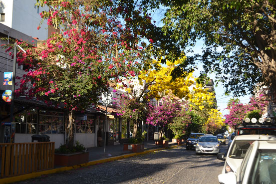 Pink and fiusha colored Bugambilias and yellow spring trees during a hot day Downtown South, Puerto Vallarta.