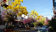 Beautiful yellow spring trees and Bugambilias downtown Puerto Vallarta on a sunny day.