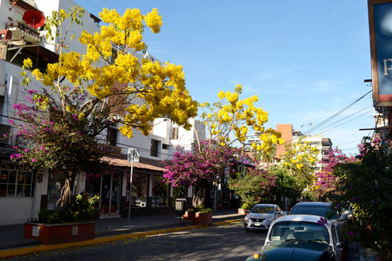 Beautiful yellow spring trees and Bugambilias downtown Puerto Vallarta on a sunny day.