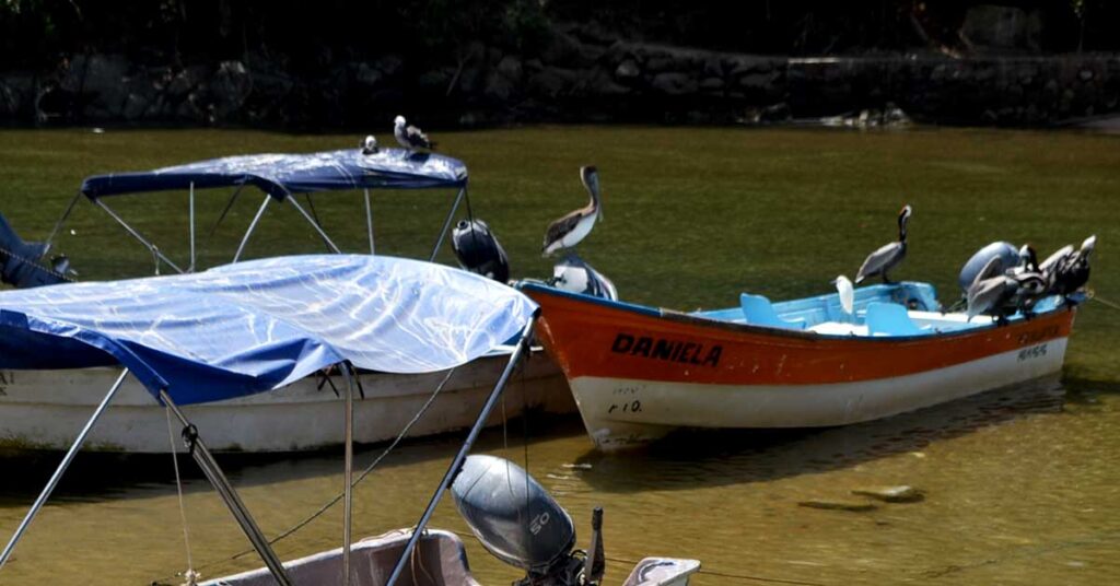Brown pelican sitting on a boat.