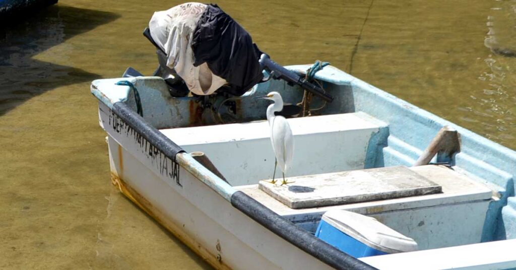 white egret standing on a boat