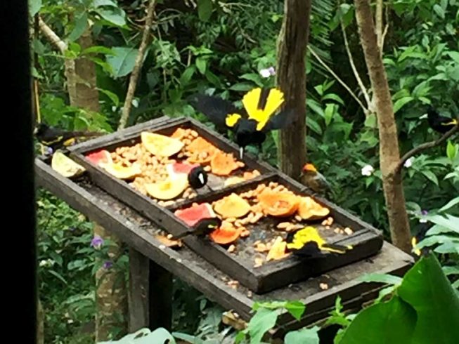 Yellow winged Caciques eating from a feeder at Botanical Gardens.