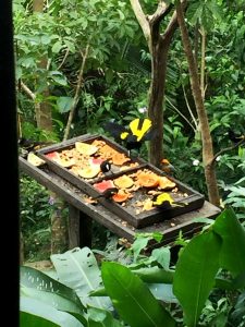 Yellow winged Cacique and woodpecker in Vallarta botanical gardens.