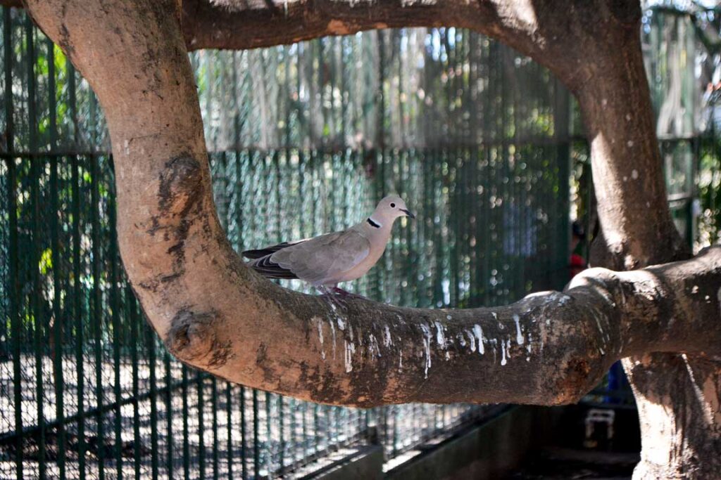 birdwatching in puerto vallarta