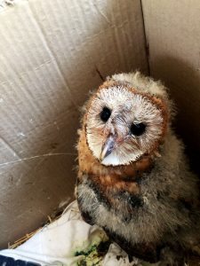 rescue baby pygmy owl, birds of Puerto Vallarta