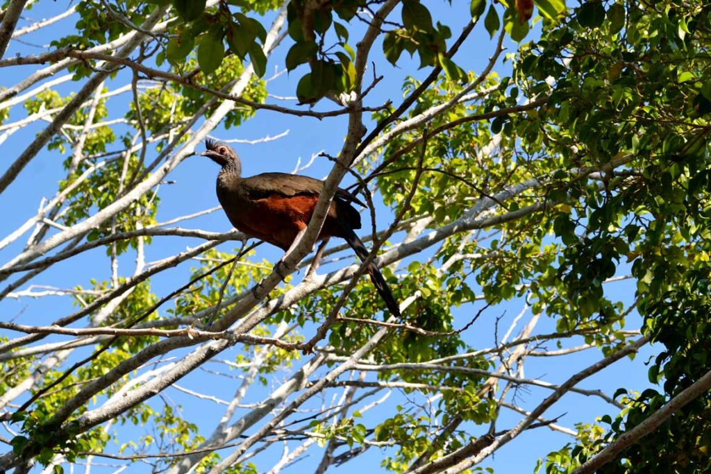 chachalaca sitting on a ficus tree
