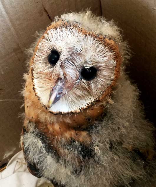 Rescued Pygmy owl, birds of Puerto Vallarta.