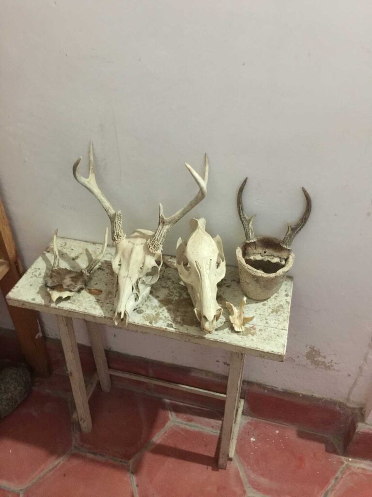 deer skulls found near san sebastian of the west