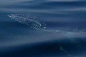 whale watching humpbacks in puerto vallarta