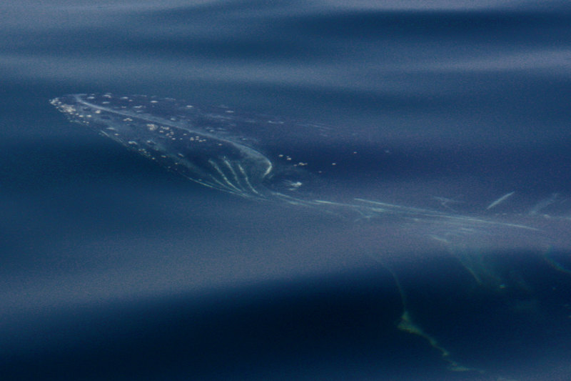 Ballena jorobada whale watching puerto vallarta